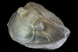 Inflated, Enrolled Isotelus Trilobite - Ohio #68601-3